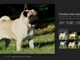 How to bring back ‘View Image’ button on Google’s Image Search