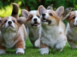 11 Friendliest Dog Breeds.