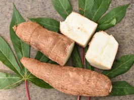 Amazing Tapioca Benefits