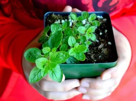 8 Benefits And Uses Of Oregano