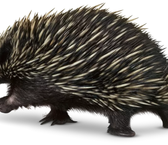 mammal that lays eggs